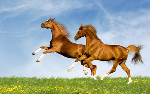hd-horse-photo-with-two-beautiful-brown-horses-hd-horse-backgroun