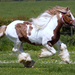 hd-horse-wallpaper-with-a-fast-running-white-brown-horse-hd-horse