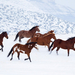 hd-horse-wallpaper-with-brown-horses-running-through-the-snow-hd-