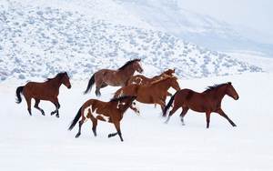 hd-horse-wallpaper-with-brown-horses-running-through-the-snow-hd-