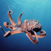 hd-octopus-wallpaper-with-a-red-octopus-swimming-underwater-octup