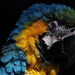 hd-parrot-wallpaper-with-a-beautiful-yellow-blue-parrot-backgroun