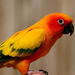 hd-parrot-wallpaper-with-a-orange-yellow-parrot-background-pictur