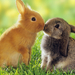 hd-rabbits-wallpapers-brown-and-gray-rabbit-on-the-grass-hd-rabbi