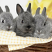 hd-rabbits-wallpapers-with-three-gray-rabbits-in-a-basket-hd-rabb