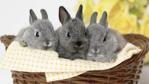 hd-rabbits-wallpapers-with-three-gray-rabbits-in-a-basket-hd-rabb