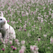 hd-rabbits-wallpaper-with-a-white-rabbit-and-flowers-and-grass-ba