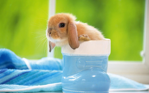 hd-rabbit-wallpaper-with-a-cute-little-brown-rabbit-background-pi