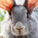 hd-rabbit-wallpaper-with-a-portrait-picture-of-a-gray-rabbit-back