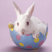 hd-rabbit-wallpaper-with-a-white-rabbit-in-egg-background-picture