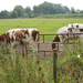 hd-red-holstein-frisian-cows-wallpaper-photo-of-dutch-cows-backgr
