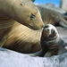 hd-seal-wallpaper-with-father-or-mother-seal-and-his-young-seals-