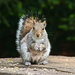hd-squirrel-wallpaper-squirrels-wallpapers-backgrounds-pictures-p