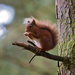 hd-squirrel-wallpaper-with-a-brown-squirrel-eating-a-nut-and-is-s