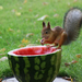 hd-squirrel-wallpaper-with-a-brown-squirrel-eating-watermelon-wal