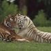 hd-tiger-wallpaper-with-two-cuddling-tigers-background-picture