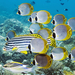 hd-tropical-fish-wallpapers-a-group-of-tropical-fish-background