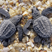hd-turtles-backgrounds-two-little-young-black-turtles-on-the-beac