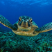 hd-turtle-wallpaper-with-a-swimming-turtle-underwater-hd-turtles-