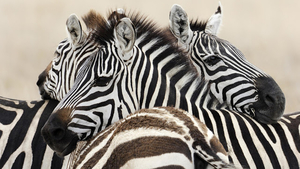 hd-zebras-wallpapers-with-lots-of-zebras-backgrounds