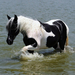 photo-of-a-black-and-white-horse-walking-through-the-sea-hd-horse
