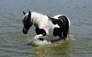 photo-of-a-black-and-white-horse-walking-through-the-sea-hd-horse