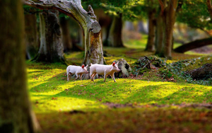 photo-of-some-pigs-hd-pigs-wallpaper