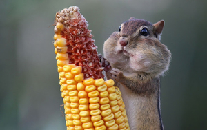 picture-of-a-chipmunk-eating-corn-hd-animals-wallpapers