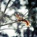 picture-of-a-squirrel-high-in-the-tree-hd-animals-wallpapers