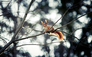 picture-of-a-squirrel-high-in-the-tree-hd-animals-wallpapers