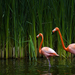 picture-of-flamingos-walking-through-the-water-hd-flamingo-wallpa
