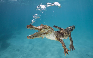 wallpaper-of-a-crocodile-swimming-underwater-hd-crocodiles-wallpa