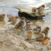 wallpaper-of-a-group-of-sparrows-taking-a-bath-hd-birds-wallpaper