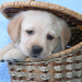 wallpaper-of-a-labrador-puppy-sitting-in-a-basket-hd-dog-wallpape