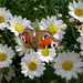 wallpaper-of-a-orange-butterfly-sitting-on-white-flowers