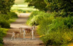 wallpaper-of-deers-in-the-wild-on-a-road-near-the-forest-hd-deer-