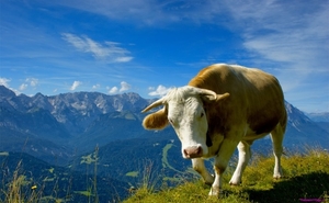 alpine-cow_372131223