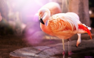 flamingos-bbirds-macro_403513580