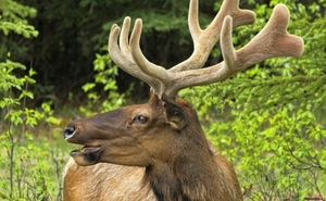 moose-deer-hd_1853084767