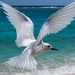 white-tern_1653371749