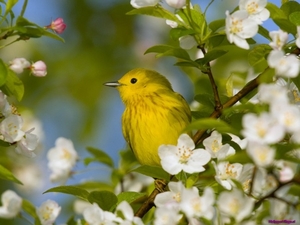 yellow-warbler_447253069