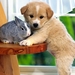 bunny-and-puppy_1635627372