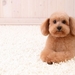 dog-cute_772255578