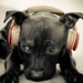 dog-headphones_1836102690