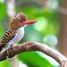 kingfisher-bird-branch_1856906774