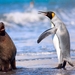 king-penguin-and-antarctic-seal_911379651