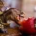 turtles-eat-strawberry_172240078