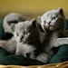 twin-kittens_1399779027