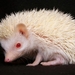 white-hedgehog_846818882