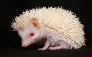 white-hedgehog_846818882